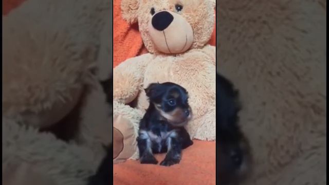 Малютка щенок Йоркширского терьера охраняет медведя смотреть онлайн