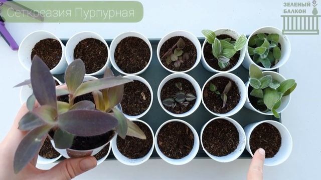 РАССАДА ИЗ ТРАДЕСКАЕЦИЙ/ Красивые горшки для рассады Gringo