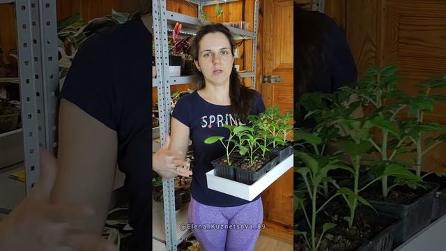 Содержание рассады. смотреть онлайн