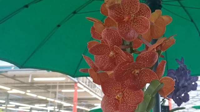 #Орхидеи и прочая цветочная красота в садовом центре Проспери 🌷🤗Интересное наблюдение ☺️ смотреть онлайн