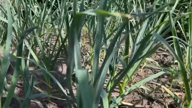 Чеснок с кулак СРОЧНО В июне сделайте эту бесплатную процедуру 1 раз с чесноком. Урожай на радость смотреть онлайн