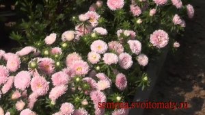 Проверенный сорт низкорослых астр:  "Лососевый ковёр"