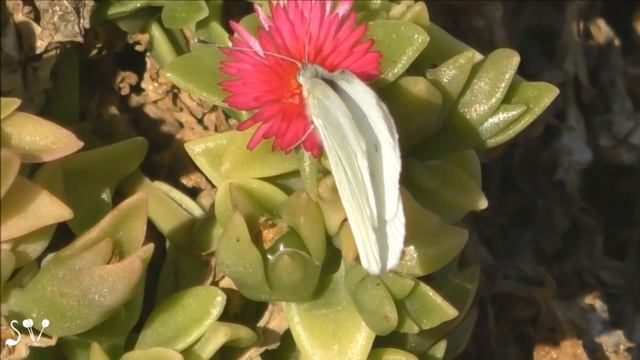 Mesembryanthémum cordifólium /Мезембрианте́мум сердцели́стный или Аптения сердцелистная смотреть онлайн