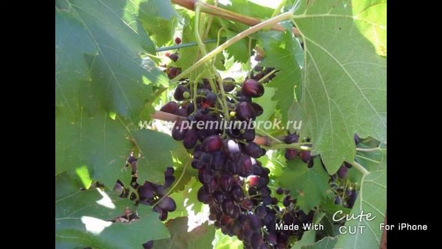 Продается 2-х этажный рубленный дом в п.Самофаловка Городищенского района АН Премиум Брок смотреть онлайн