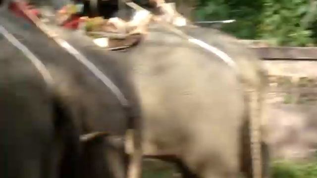 пхукет.слоны смотреть онлайн