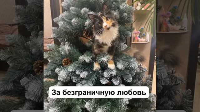 Подари себе счастье в Новый год - пусть тебя радует пушистый кот!! смотреть онлайн