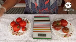 Сибирь. Обзор и дегустация томатных гномов Дикий картофельный лист и Засолочный..mp4