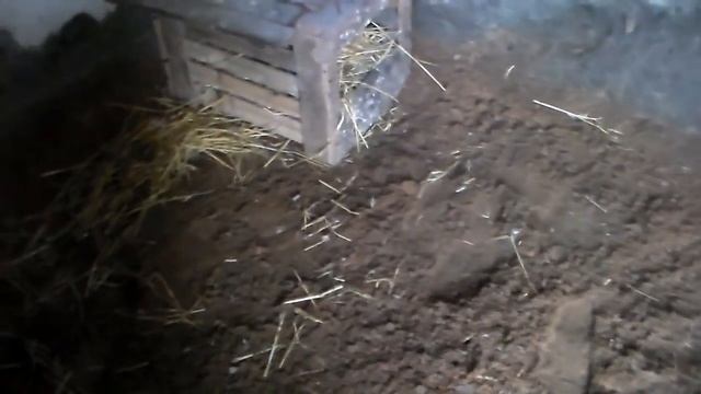 Содержание гусей на глубокой подстилке.Глубокая подстилка ВОДОГРАЙ. смотреть онлайн