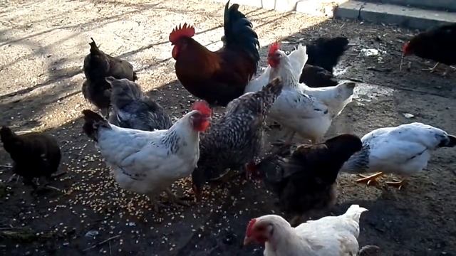 КУРЫ С ПЕТУХОМ ОБЕДАЮТ!!! смотреть онлайн