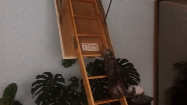 Кот лезет по лестнице смотреть онлайн