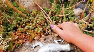 АЛЬПИЙСКАЯ ГОРКА. Обзор цветов на альпийской  горке в моем саду