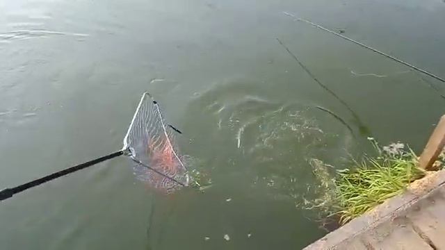 Осётр смотреть онлайн