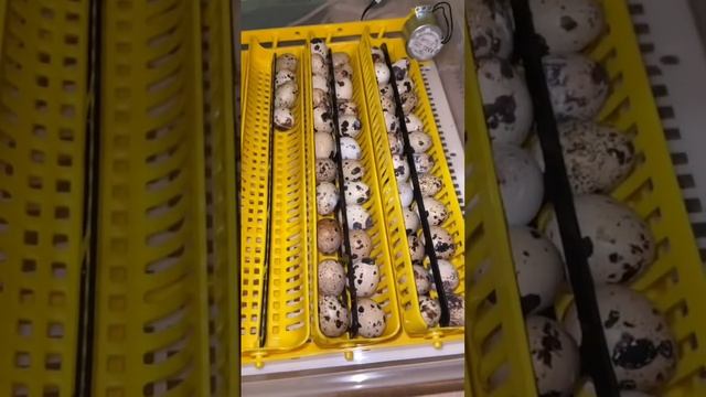 ВЫЛУПИЛИСЬ птенчики? Там еще лежит яйцо египетского голубя! смотреть онлайн