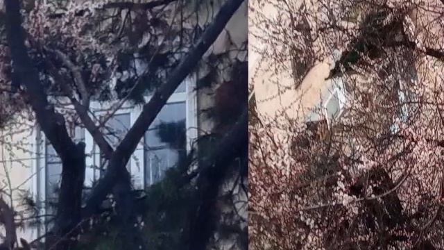 Ташкент зацветает ??? смотреть онлайн