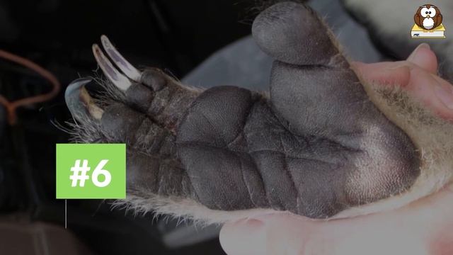 10 Koala Facts You Want to Know! (Cute & Funny Koalas video) смотреть онлайн