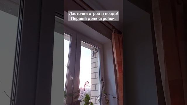 Ласточки строят гнездо! Новые соседи у Мирослава. смотреть онлайн