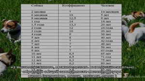 Как определить, посчитать возраст собаки по человеческим меркам: расчет, таблица возраста собаки и.