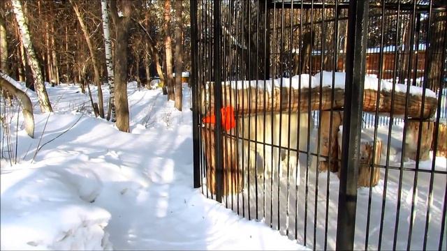 Белый медвежонок Ростик ждет подарка. 5. 03.18 г. смотреть онлайн