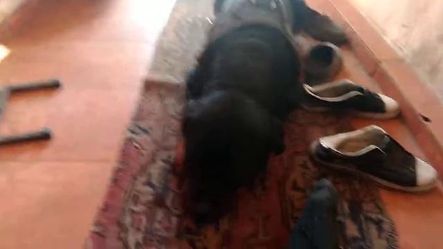 Дик смотреть онлайн