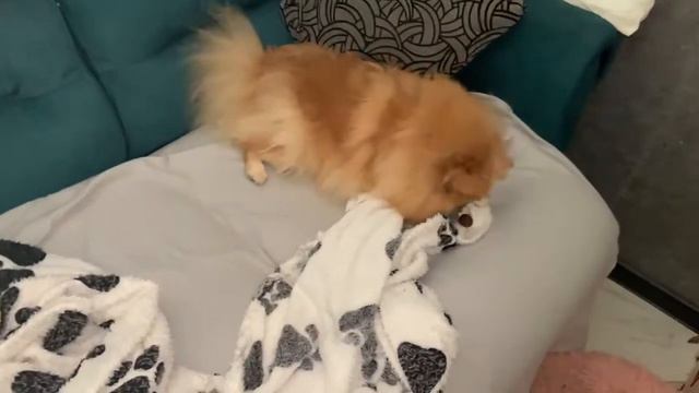 Лакомство для маленьких хвостиков. смотреть онлайн