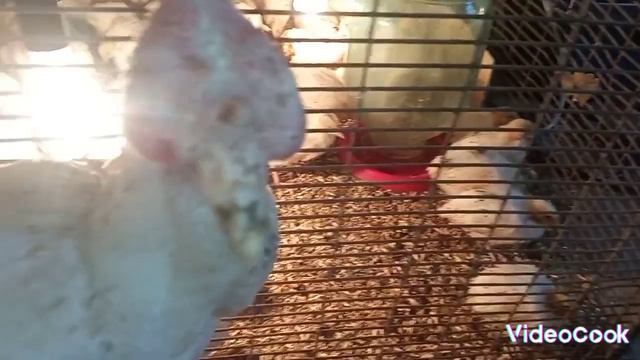 Лечим синусит у индюшки. Очень за неë переживаю смотреть онлайн