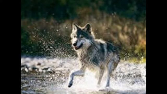 Не недо обижать их ... смотреть онлайн