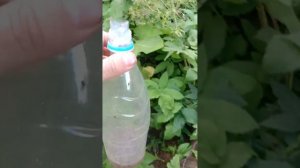 простейшие ловушки для ос