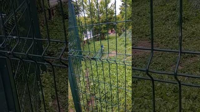 Казань зоопарк(59) смотреть онлайн