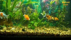 Сказка про аквариумных рыбок.