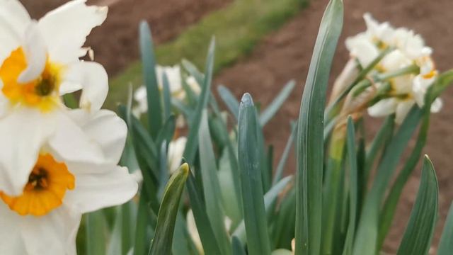 Narcissus Early Splendour, A Sweetly Scented Daffodil And Fragrant Flower Bulb For Indoor Fragrance