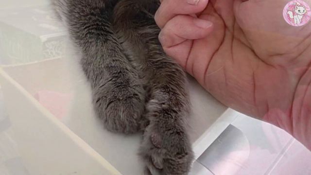 A 10-year-old cat was found wandering in the snow. Her life quickly changed. смотреть онлайн