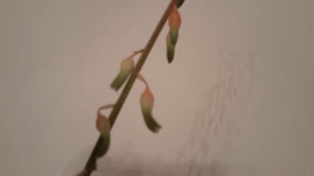 #Комнатныецветы #гастерия /Гастерия бородавчатая ( лат. gasteria verrucosa). Суккулент дома смотреть онлайн