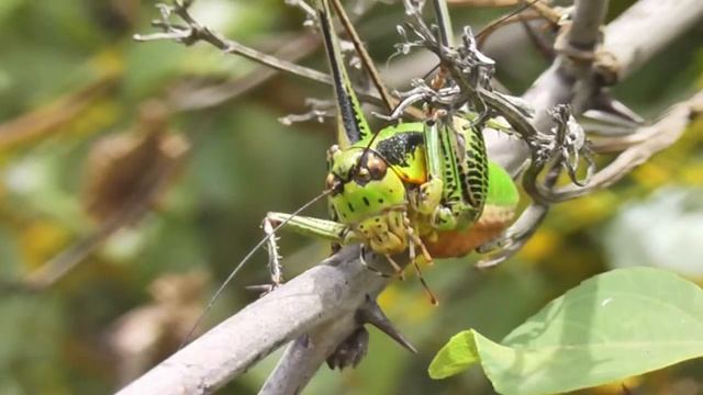 A Bunch of Bush Crickets, Macro - Panasonic HC V500 смотреть онлайн