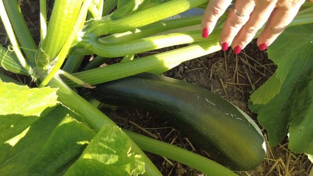 Эти цукини сажаю дважды за сезон - безумно вкусные кабачки. смотреть онлайн