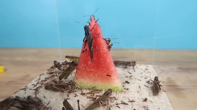 Что если очень голодной саранче дать Арбуз? смотреть онлайн