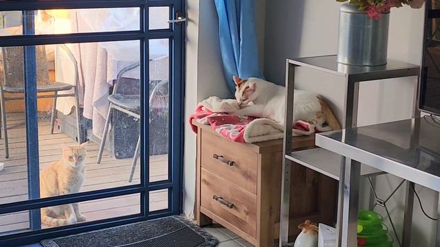 Не могу достать кошку, вымещу зло на кошачьем одеялке. Подпись @Веня