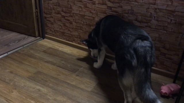 Чёрный кот хотел попить воды из миски Лисы смотреть онлайн