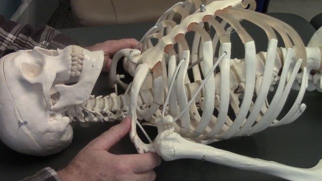 Palpation Clavicle Scapula and First Rib смотреть онлайн