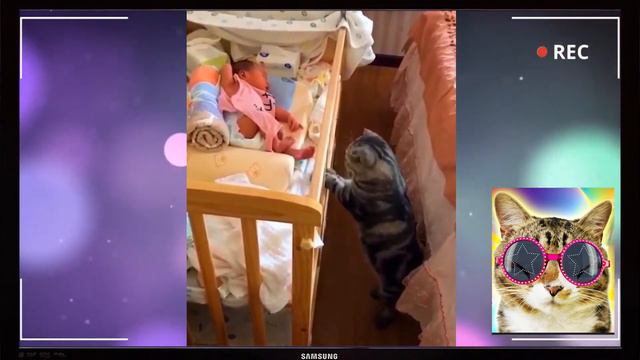 🐱 Кошачий позитивчик Го смотреть 🐱 Нарезка Смешных моментов #35 смотреть онлайн