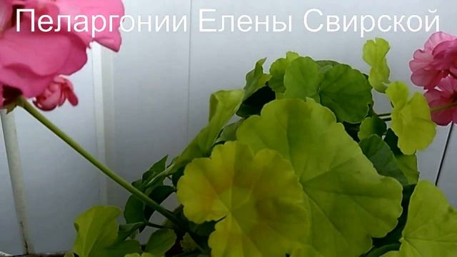 Утренний позитив! Пеларгонии Елены Свирской СПб. смотреть онлайн
