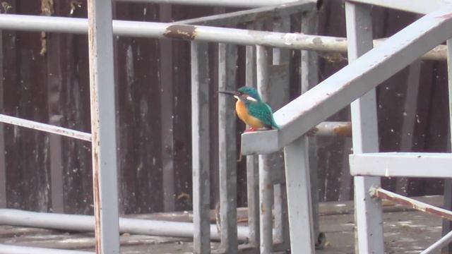 Зимородок король рыбаков. Город Бердск Новосибирская область.Птицы Сибири. смотреть онлайн