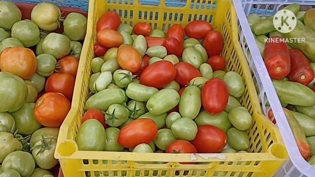 Сибирь. Урожай томатов с открытого грунта. Сорта: Солоха, Челнок, Дрова, Монгол карлик, Галина. смотреть онлайн