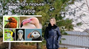 Внешнее строение птиц