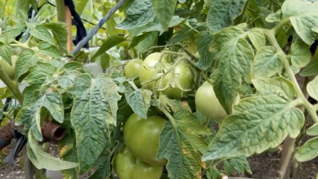 Сорт помидоров Крайний север смотреть онлайн