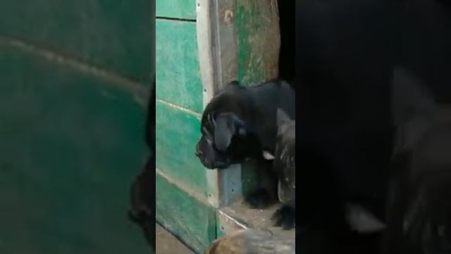 Анданте бандог(2)