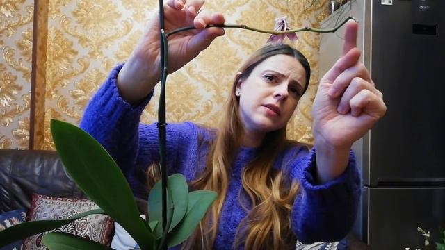 Meine Orchideen blühen, März Update |Hydroponic | FWC смотреть онлайн