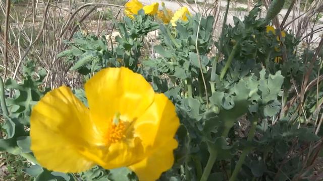 Pavot Cornu - Glaucium flavum смотреть онлайн