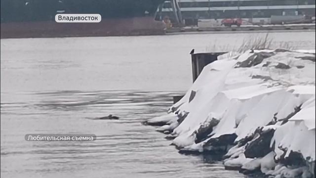Уникальные кадры с помощью телефона сделала фотограф-натуралист смотреть онлайн