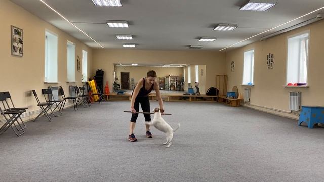 Танцы с собаками Dog dance Тимошина Светлана & Тимона Терр. "Сумеречный бал" Тренировка 08.12.2021 смотреть онлайн