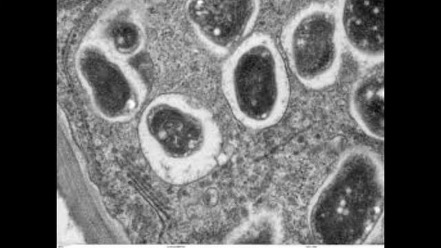 КАК РАСТЕНИЯ ПИТАЮТСЯ ИЗ ПОЧВЫ смотреть онлайн
